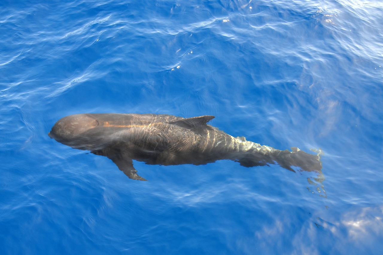 The Ultimate Guide to Whale Watching in the Pacific Northwest